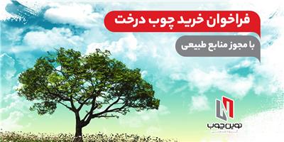 فراخوان خرید چوب درخت به صورت تضمینی