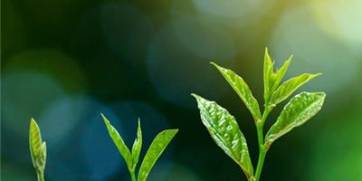 تولید و پرورش نهال در نوین چوب