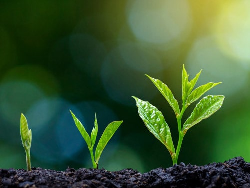 تولید و پرورش نهال در نوین چوب