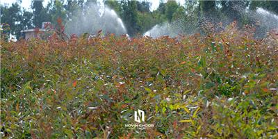 کشت و صنعت نوین چوب خوزستان