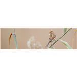 mdf-melamine-Canyon-Antique-SPR-515