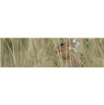 mdf-melamine-antique-751