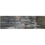 mdf-melamine-novin-928