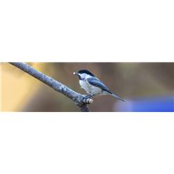 mdf-melamine-matera-shine