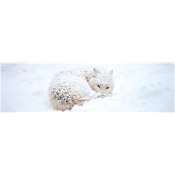 hpl-white