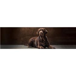 hpl-Brown-Leather-443