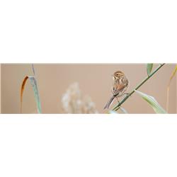 mdf-melamine-Canyon-Antique-SPR-515