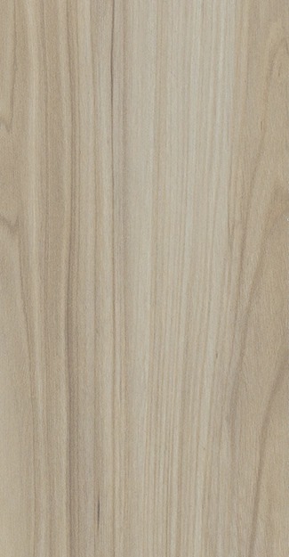 California Elm (AC3) _ 893
